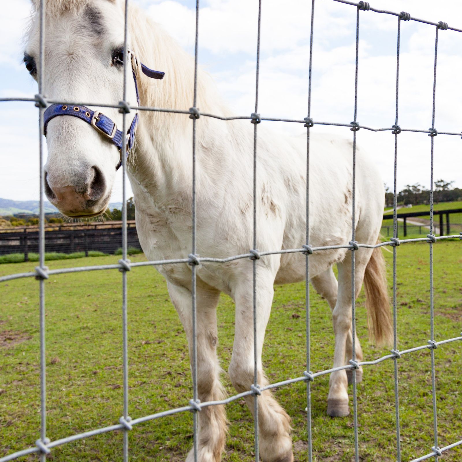 murray-horse-mesh